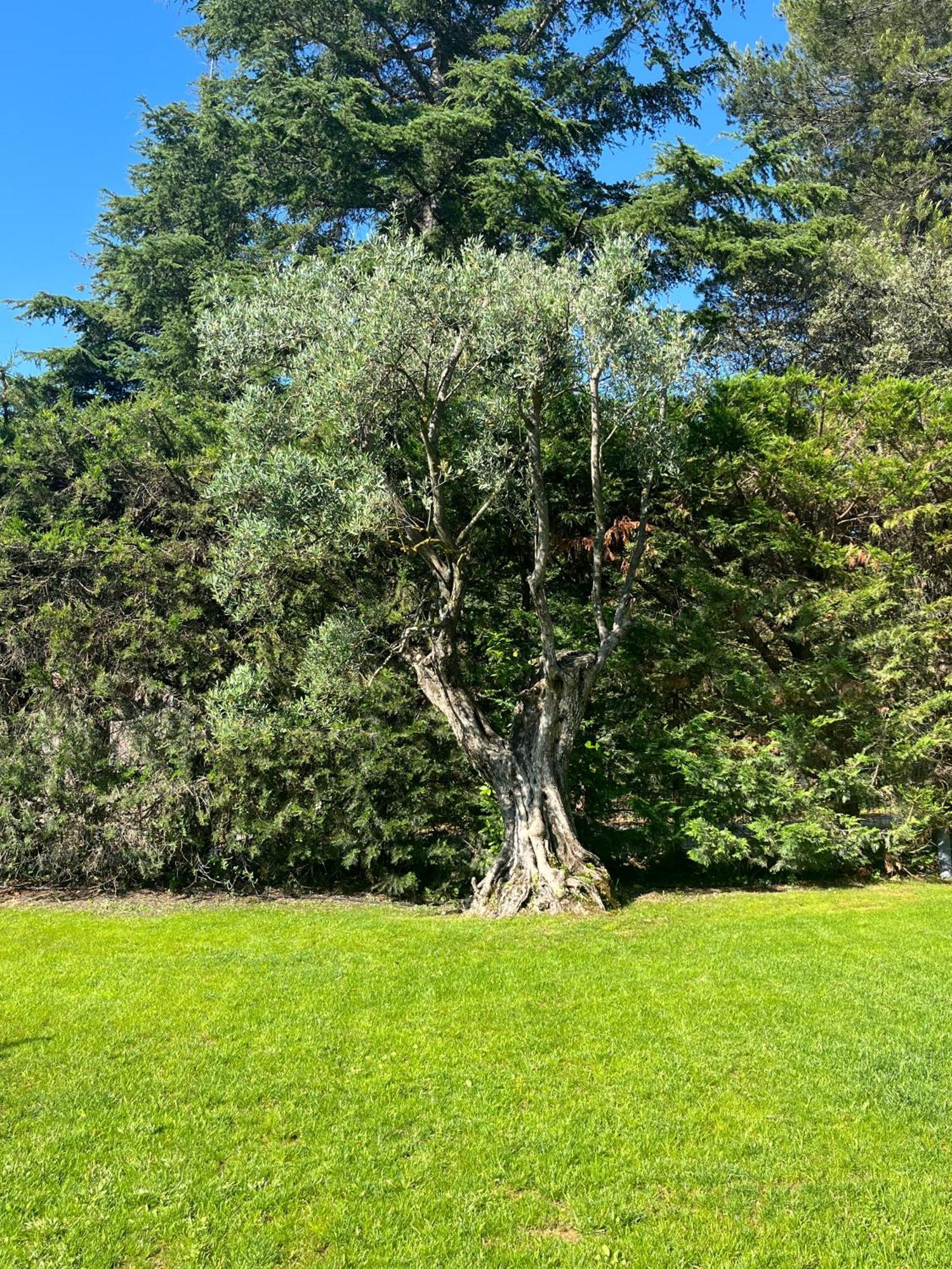 Le Clos Serein Le Beausset Exteriör bild