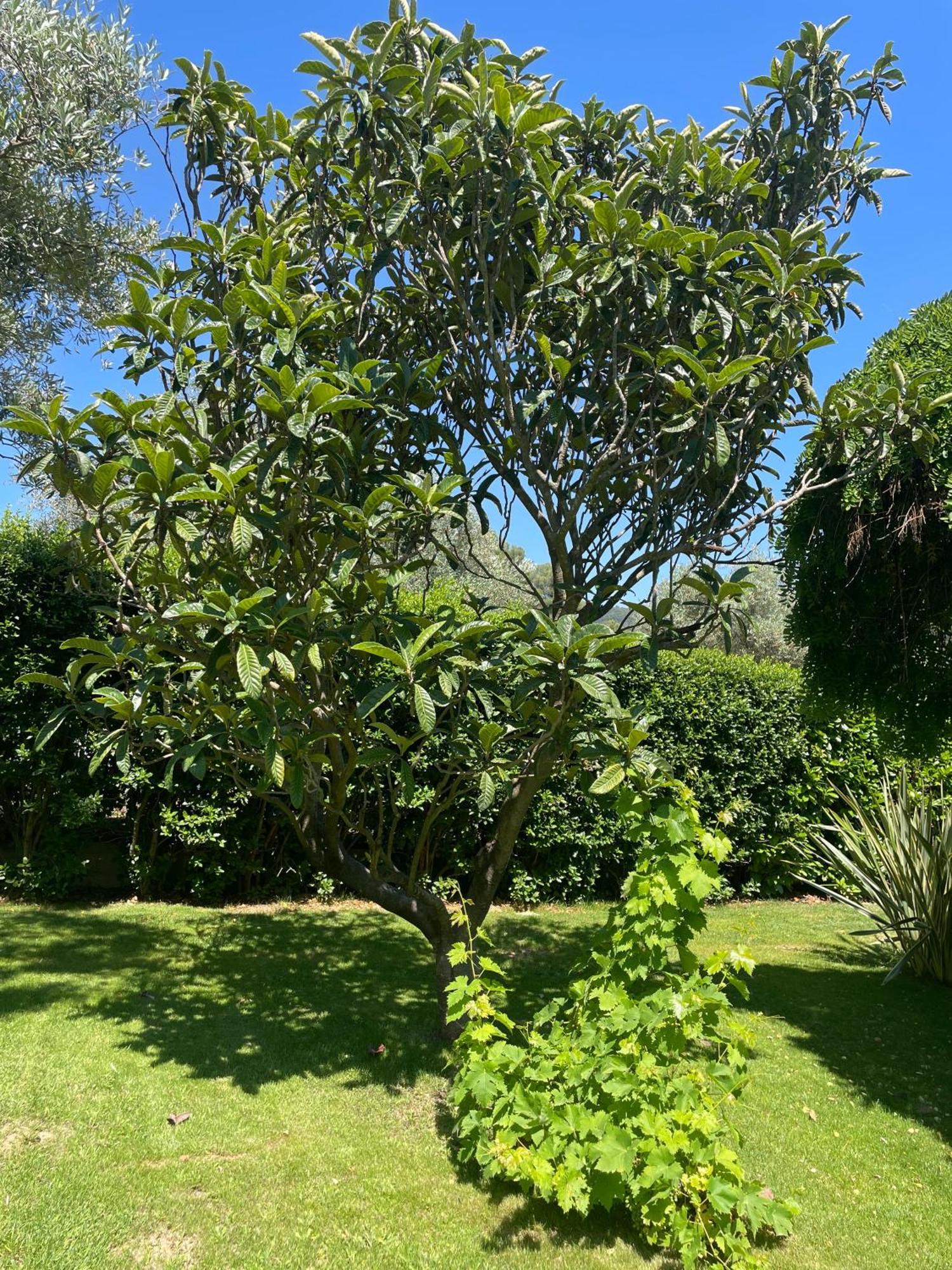 Le Clos Serein Le Beausset Exteriör bild